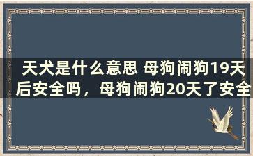 天犬是什么意思 母狗闹狗19天后安全吗，母狗闹狗20天了安全吗。闹狗是什么意思